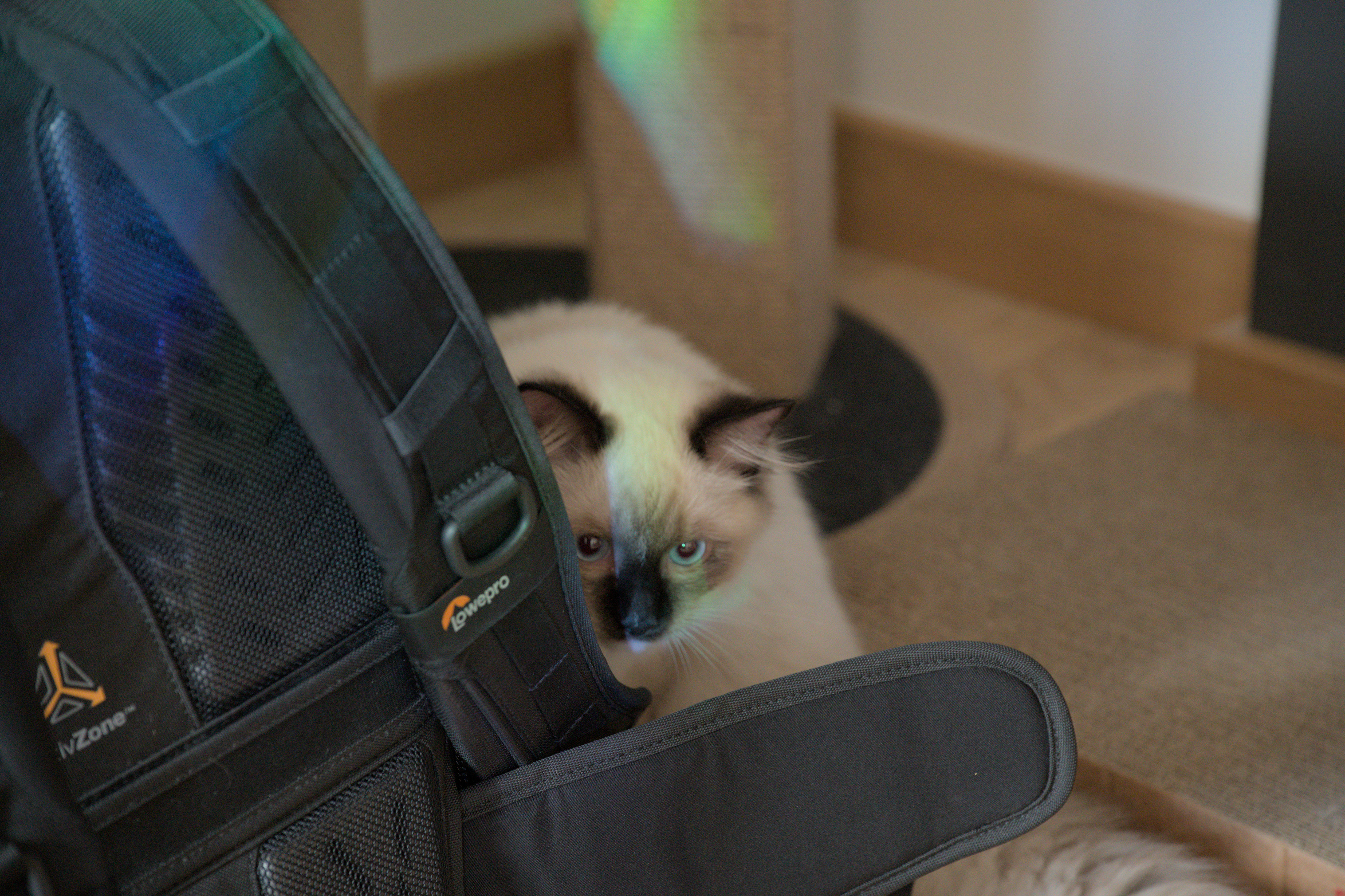 2025/10/12 - cats/DSC_0006.jpg